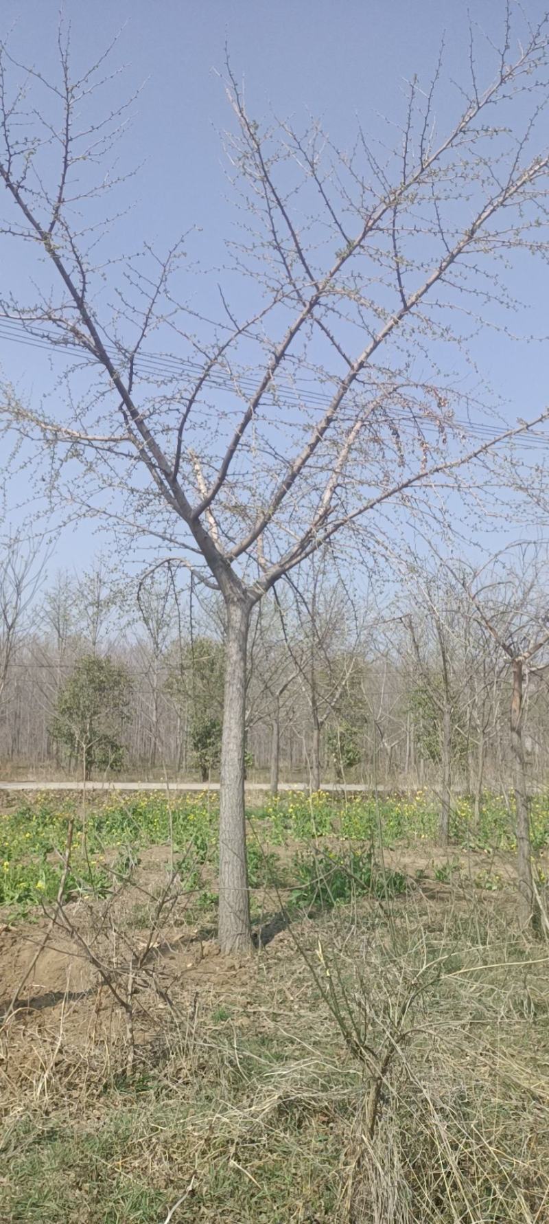 低价出售银杏树