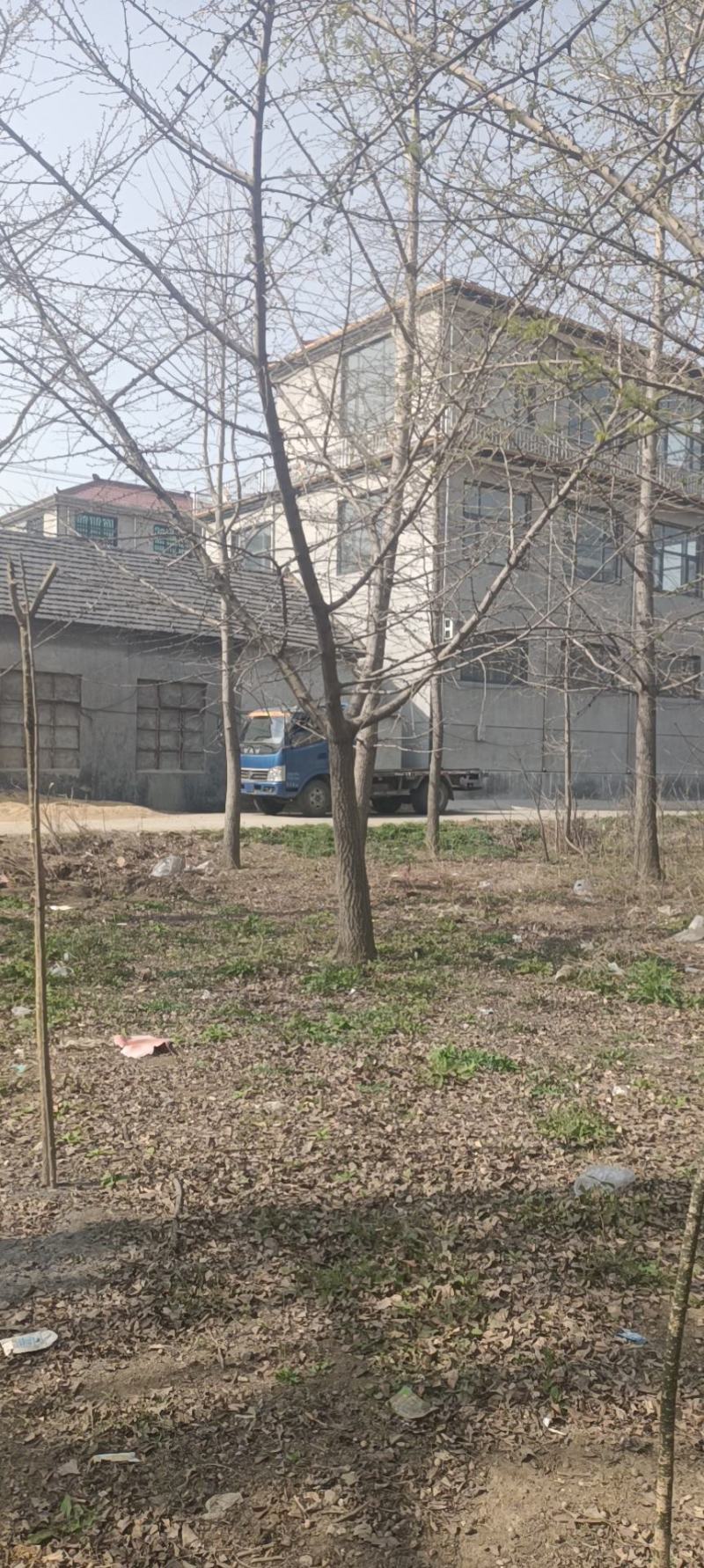 低价出售银杏树