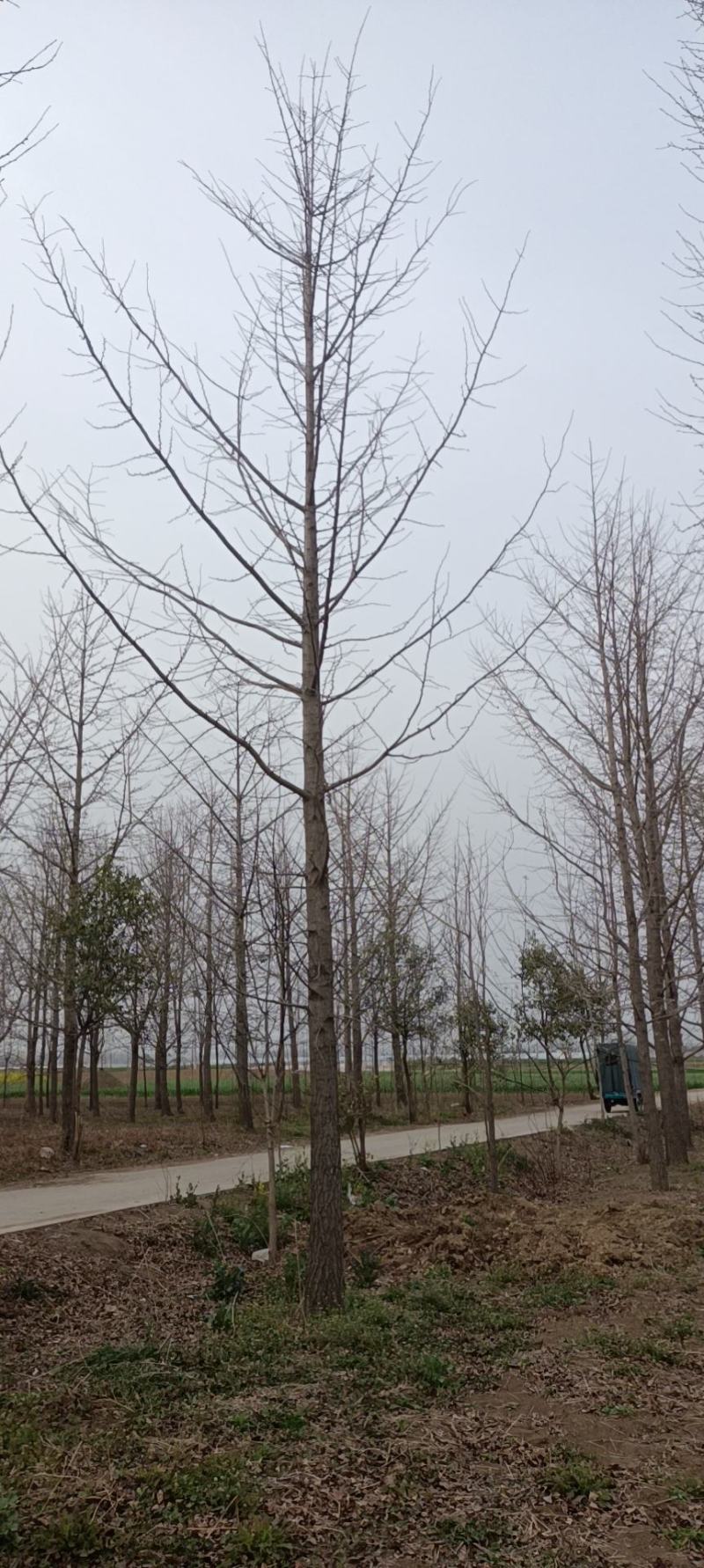 低价出售银杏树