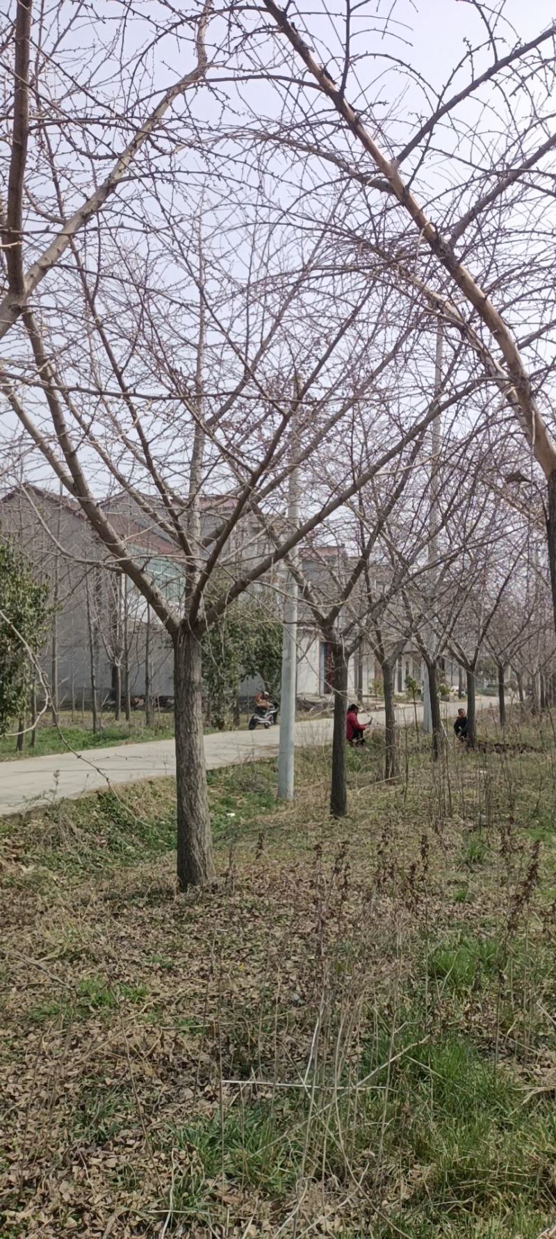 低价出售银杏树