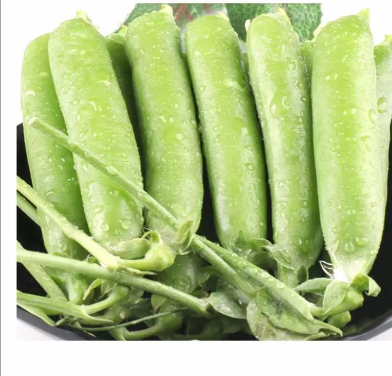 长寿仁甜豆豌豆荚量大质优大量供应欢迎订购
