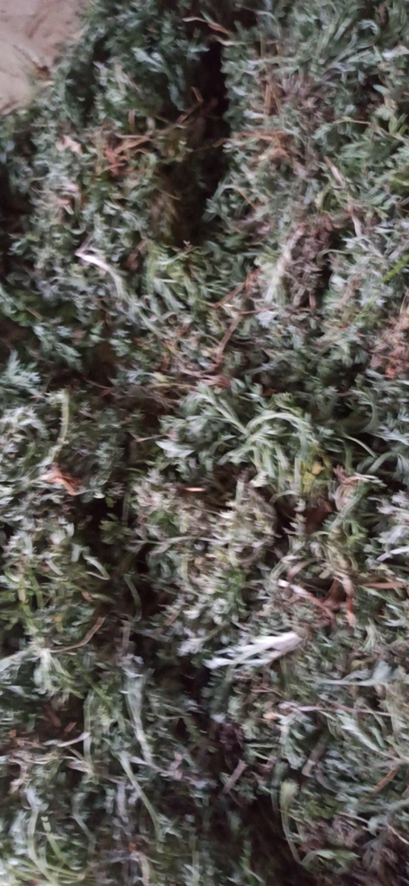 茵陈