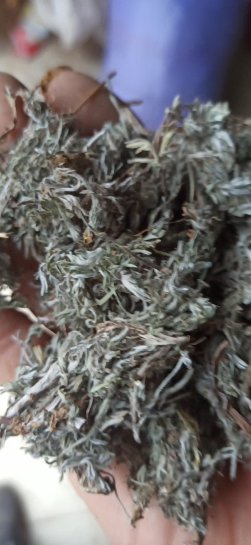 茵陈