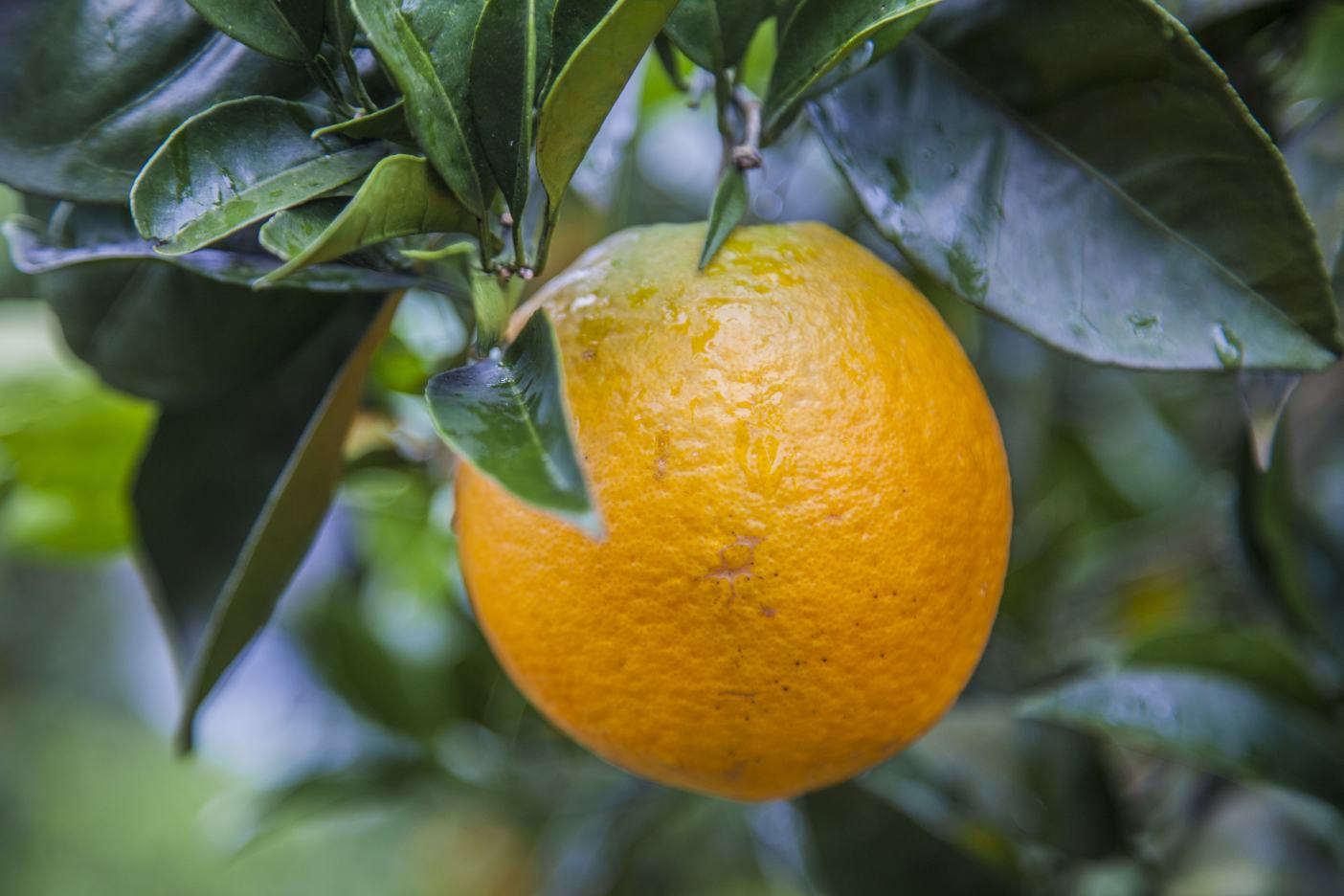 纽荷尔脐橙特写