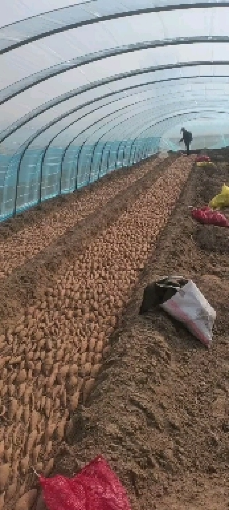 基地直发脱毒龙九薯苗，欢迎大家资源订购。