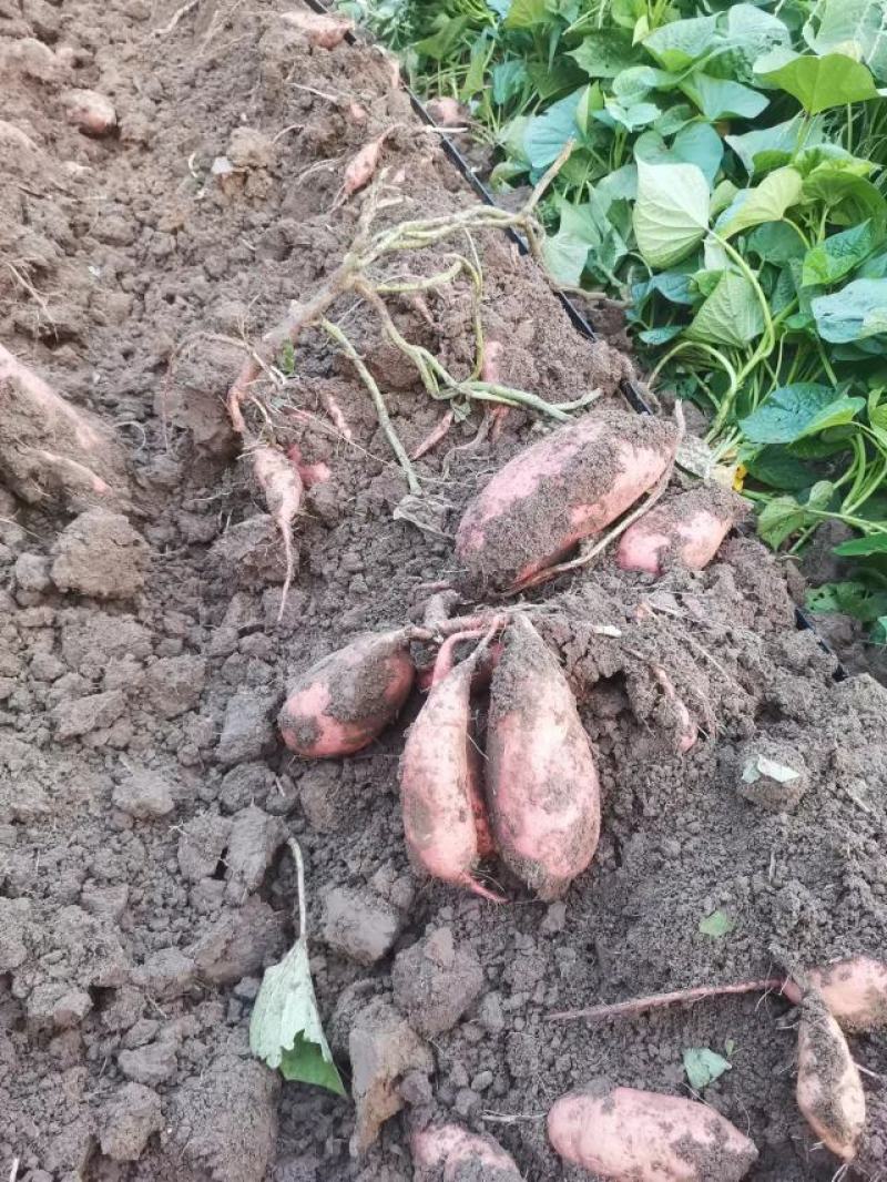 基地直发脱毒龙九薯苗，欢迎大家资源订购。