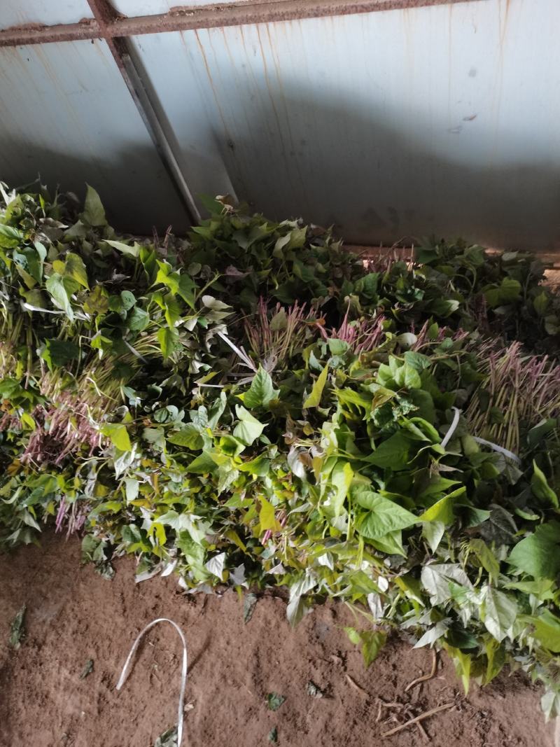 基地直发脱毒龙九薯苗，欢迎大家资源订购。