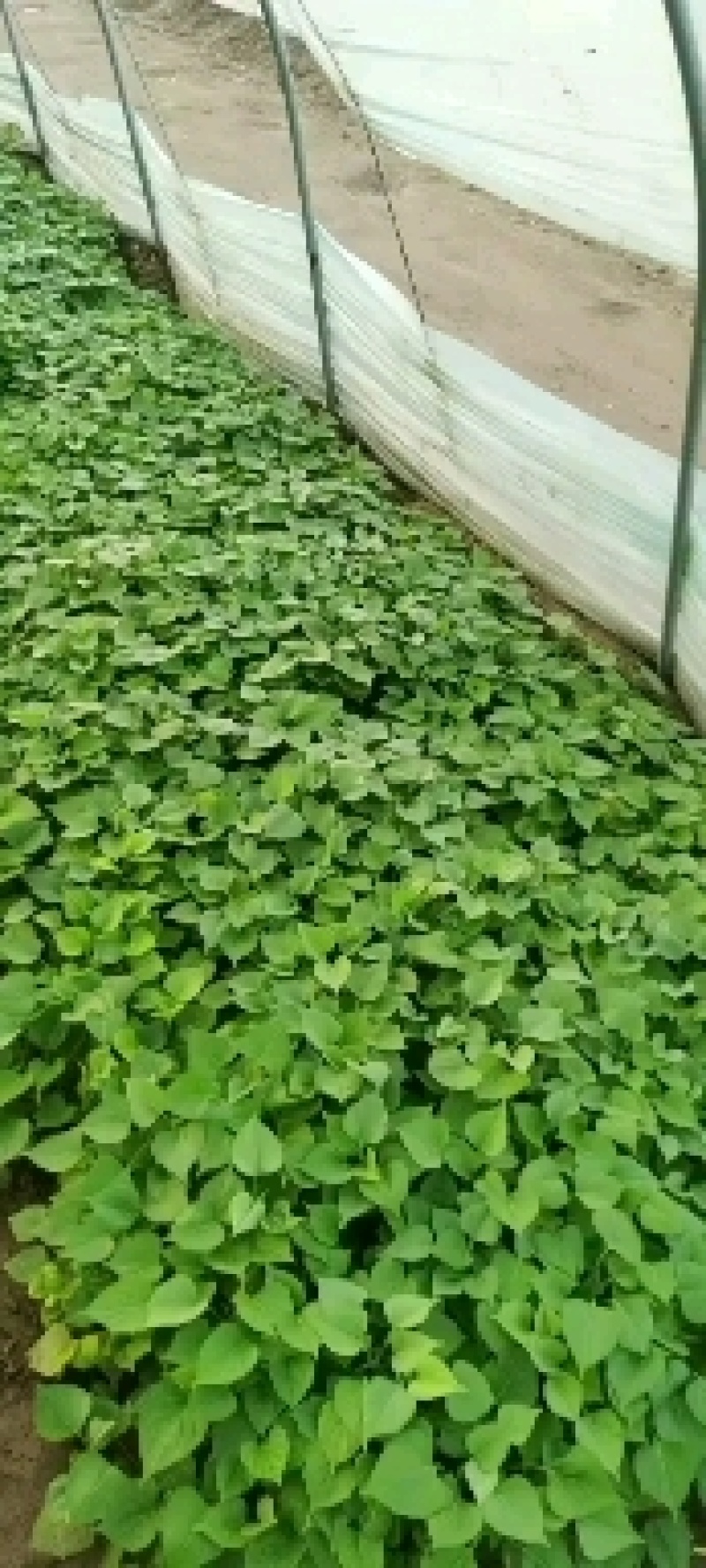 基地直发脱毒龙九薯苗，欢迎大家资源订购。