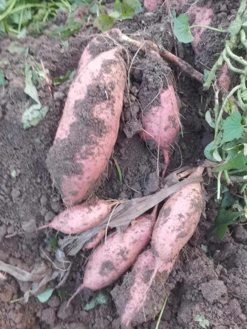 基地直发脱毒龙九薯苗，欢迎大家资源订购。