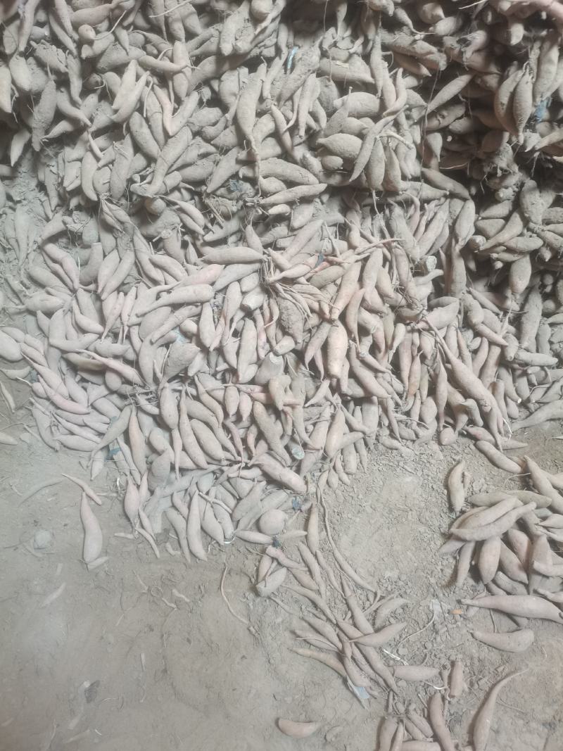 基地直发脱毒龙九薯苗，欢迎大家资源订购。