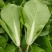 山东快菜菏泽曹县蔬菜基地常年供应，价格美丽可谈，欢迎来电