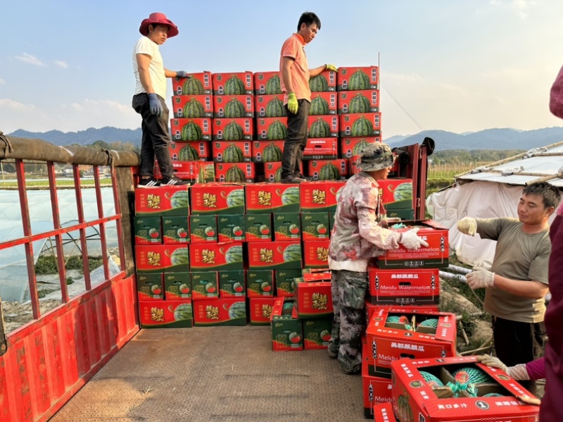 夏邑西瓜，糖度14，原产地供货对接市场，商超，