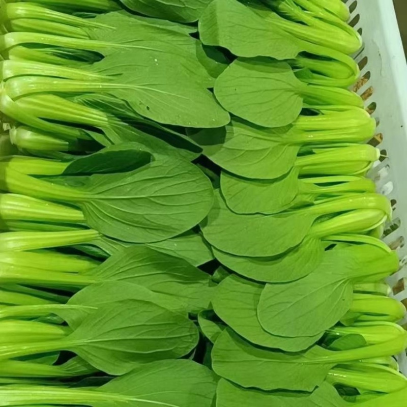 上海青基地直供，曹县小油菜，山东油菜，量大从优价格实惠