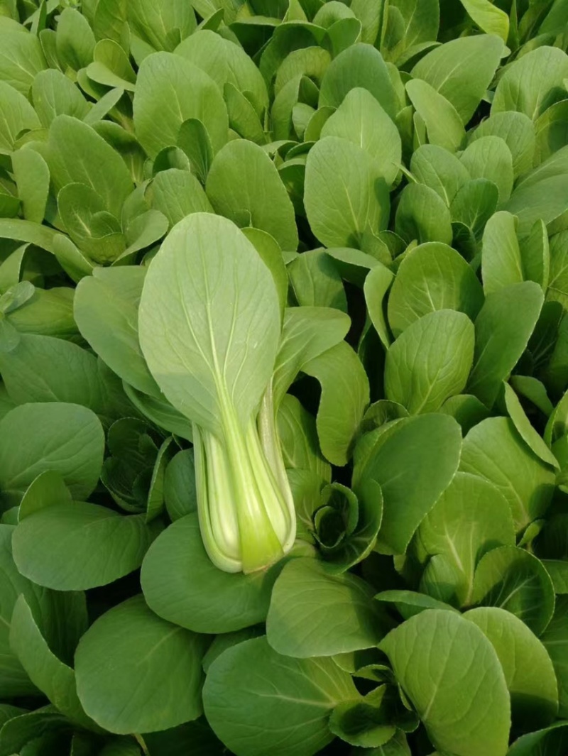 常年供应，曹县油菜上海青基地直供，量大从优，全国代发