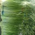 汉中蒜苔，白帽蒜苔，时令新鲜。产地直供。