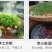 正宗信阳毛尖纯手工炒制自家发货
