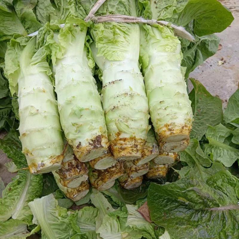 毛集镇红叶莴苣，价格掉价，量大从优，有要来电