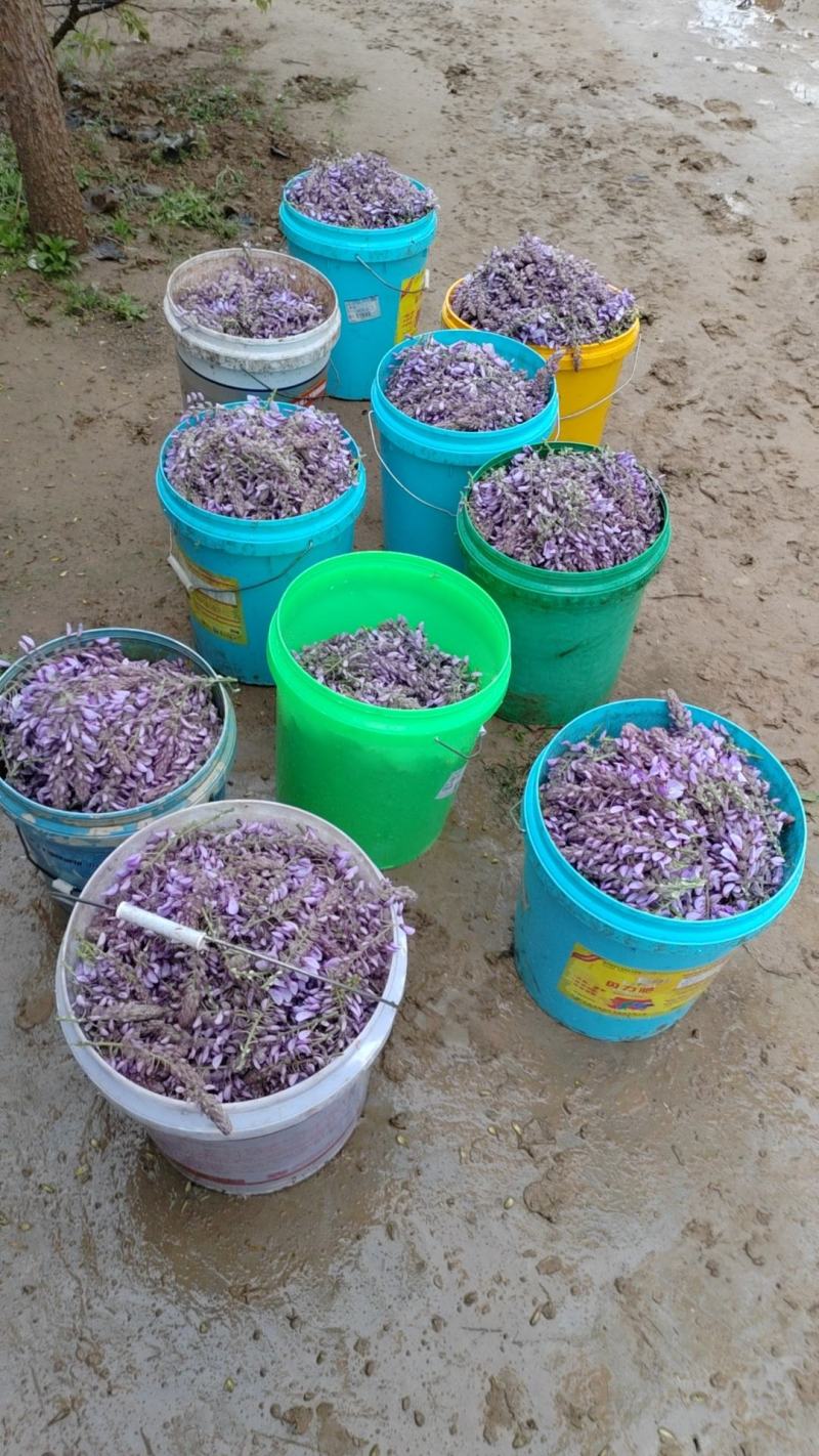 葛花菜，每天供应一千斤起。