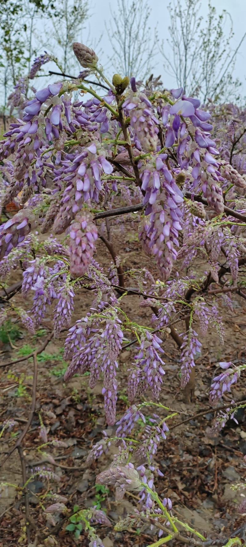 葛花菜，每天供应一千斤起。