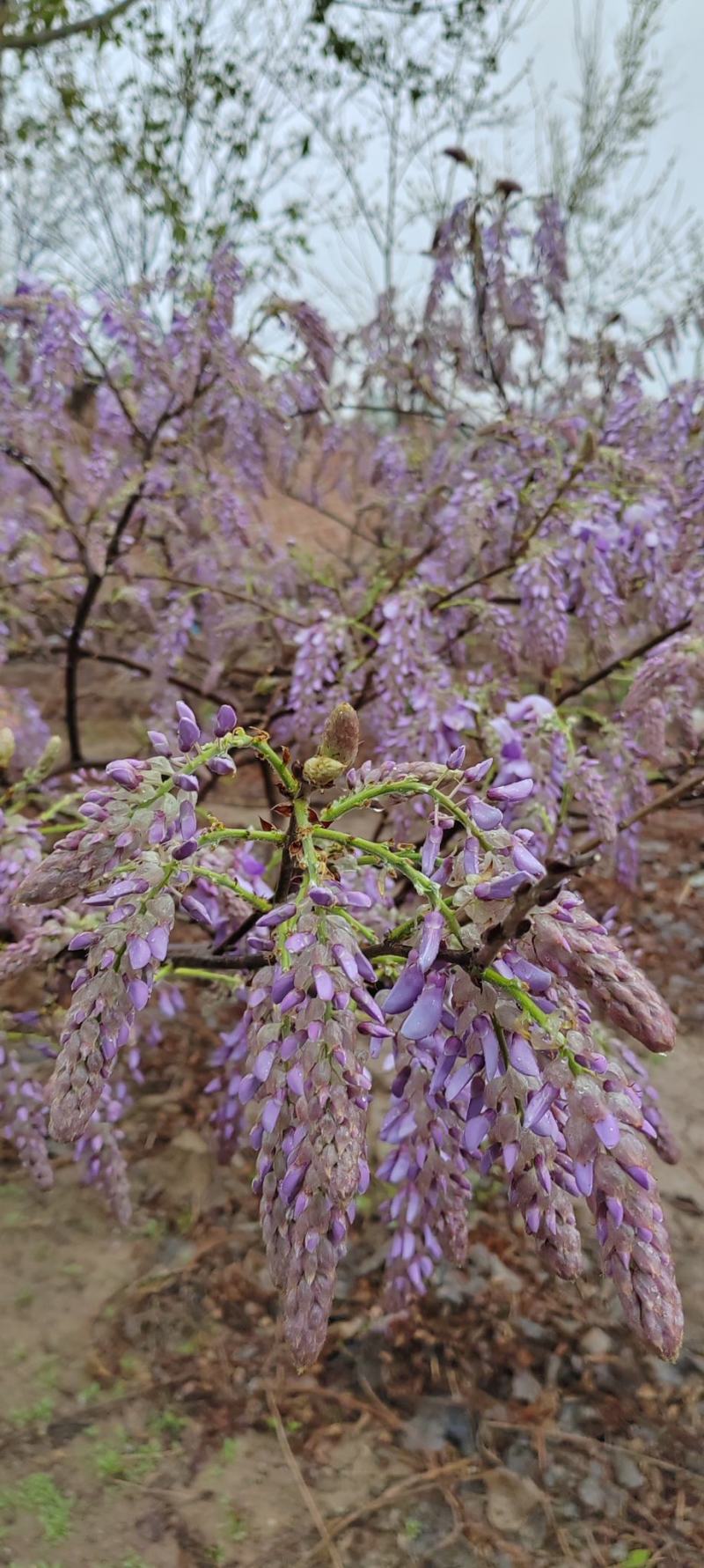 葛花菜，每天供应一千斤起。