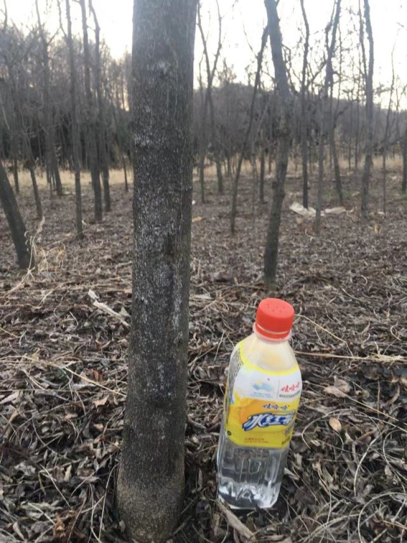 皂角树苗自家种植无中间商