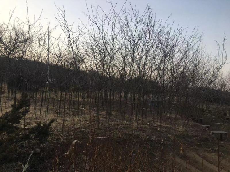 皂角树苗自家种植无中间商
