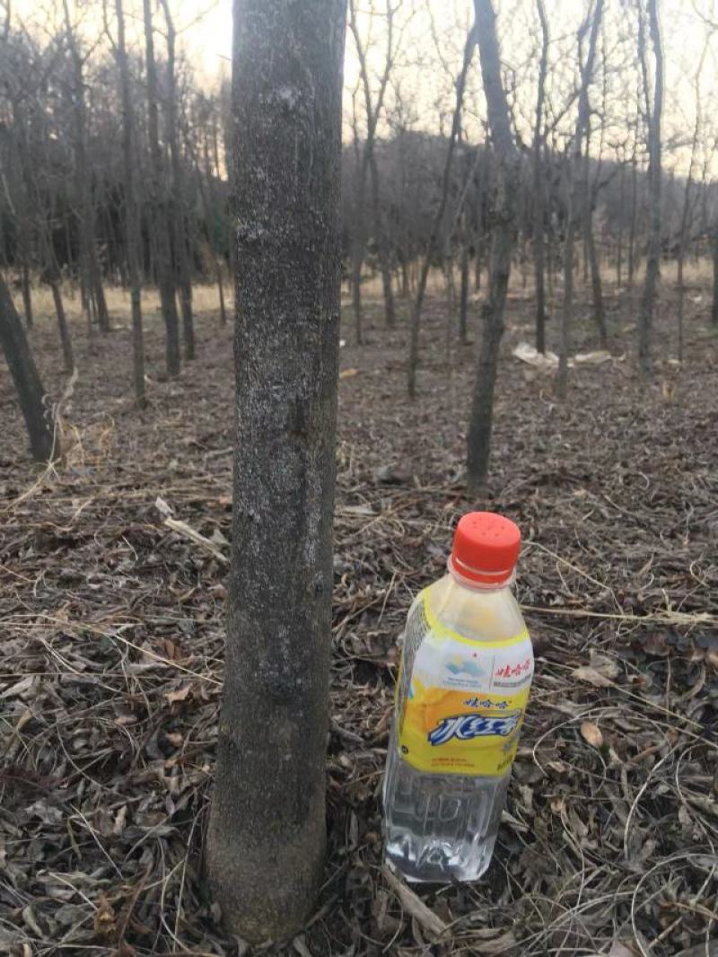 皂角树苗自家种植无中间商