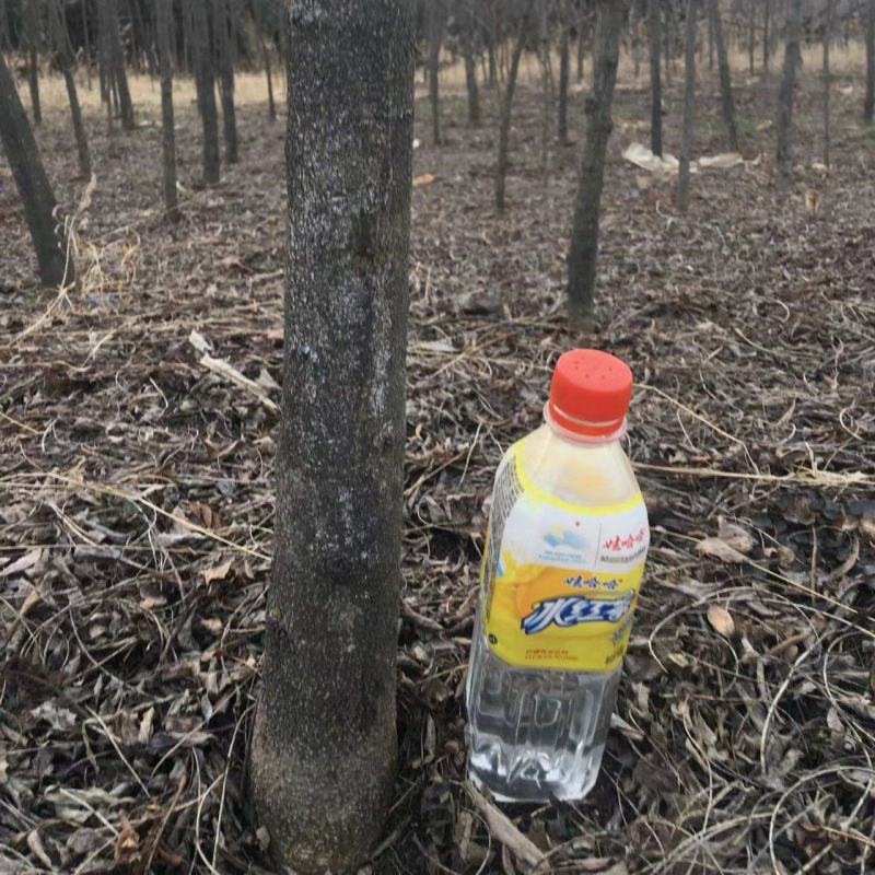 皂角树苗自家种植无中间商