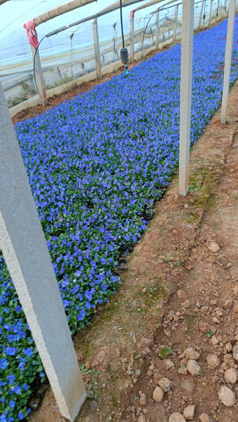 角堇三色堇多年生耐寒花期长伟荣花卉苗木基地