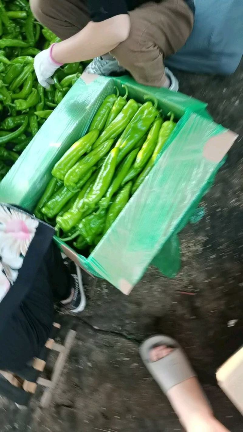 各种规格绿皮牛角尖椒，自己场地，供货量大
