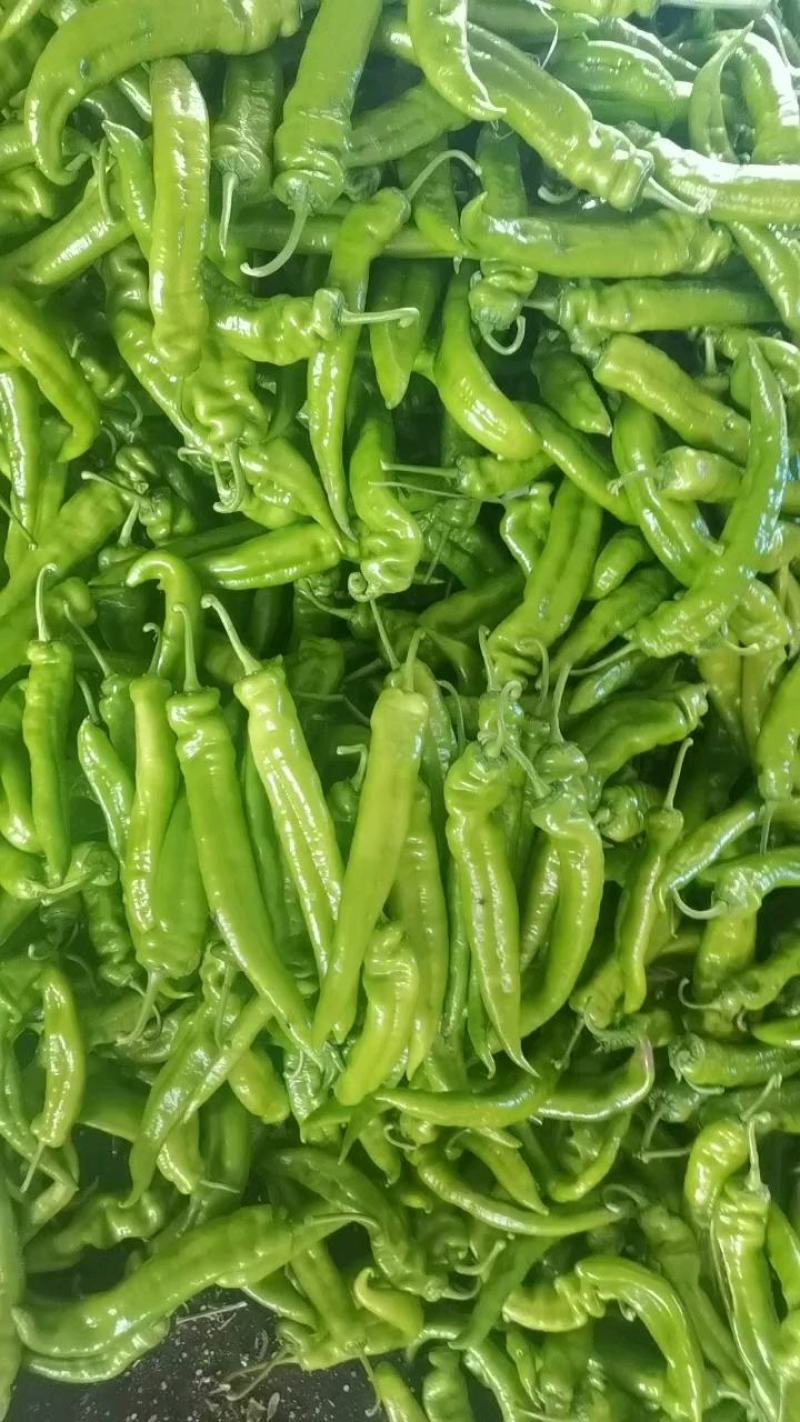 各种规格绿皮牛角尖椒，自己场地，供货量大