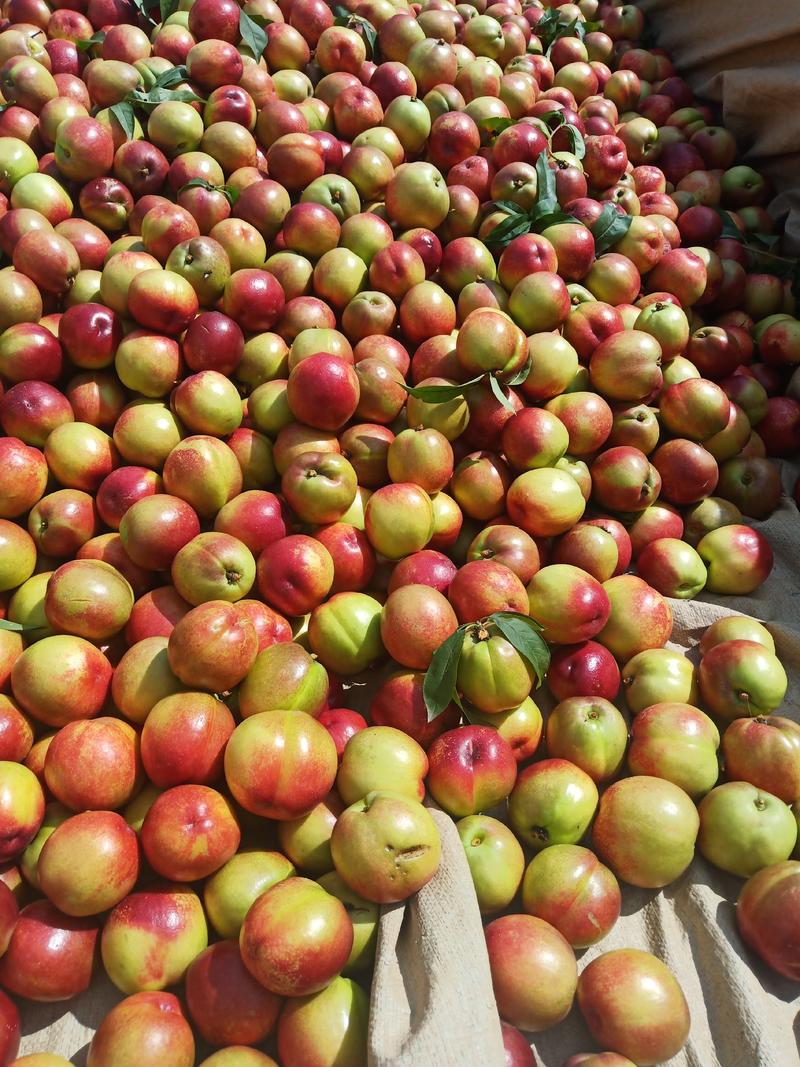 湖南曙光油桃大量上市了价格美丽，品质保证货源充足
