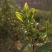 只卖纯手炒制正宗信阳毛尖新茶绿茶耐泡回口高香雨前叶茶