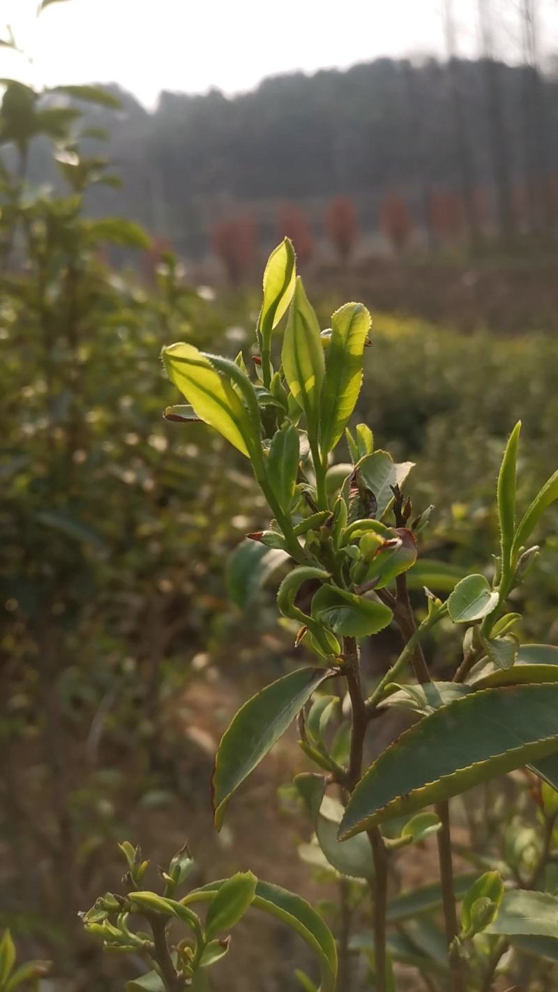 只卖纯手炒制正宗信阳毛尖新茶绿茶耐泡回口高香雨前叶茶