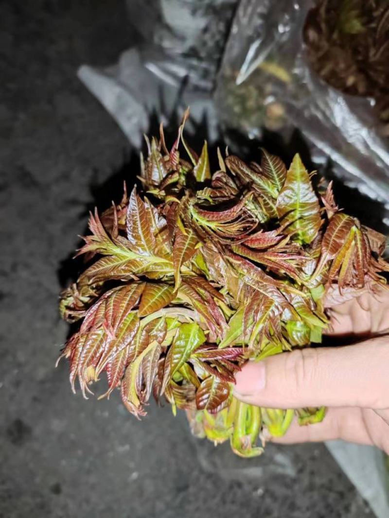 山东青州红油香椿芽大量上市。保证质量。一手货源