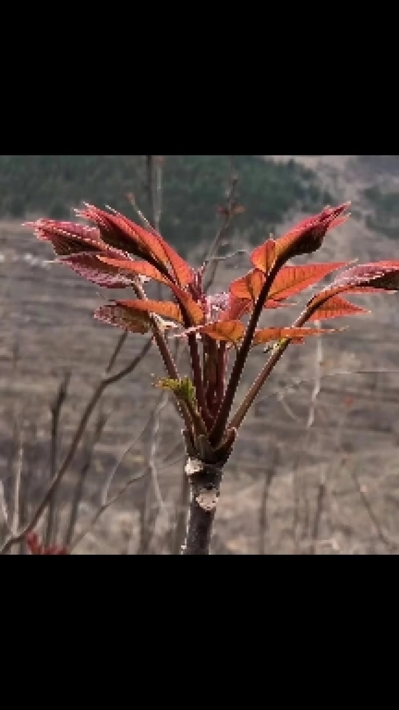 山东青州红油香椿芽大量上市。保证质量。一手货源