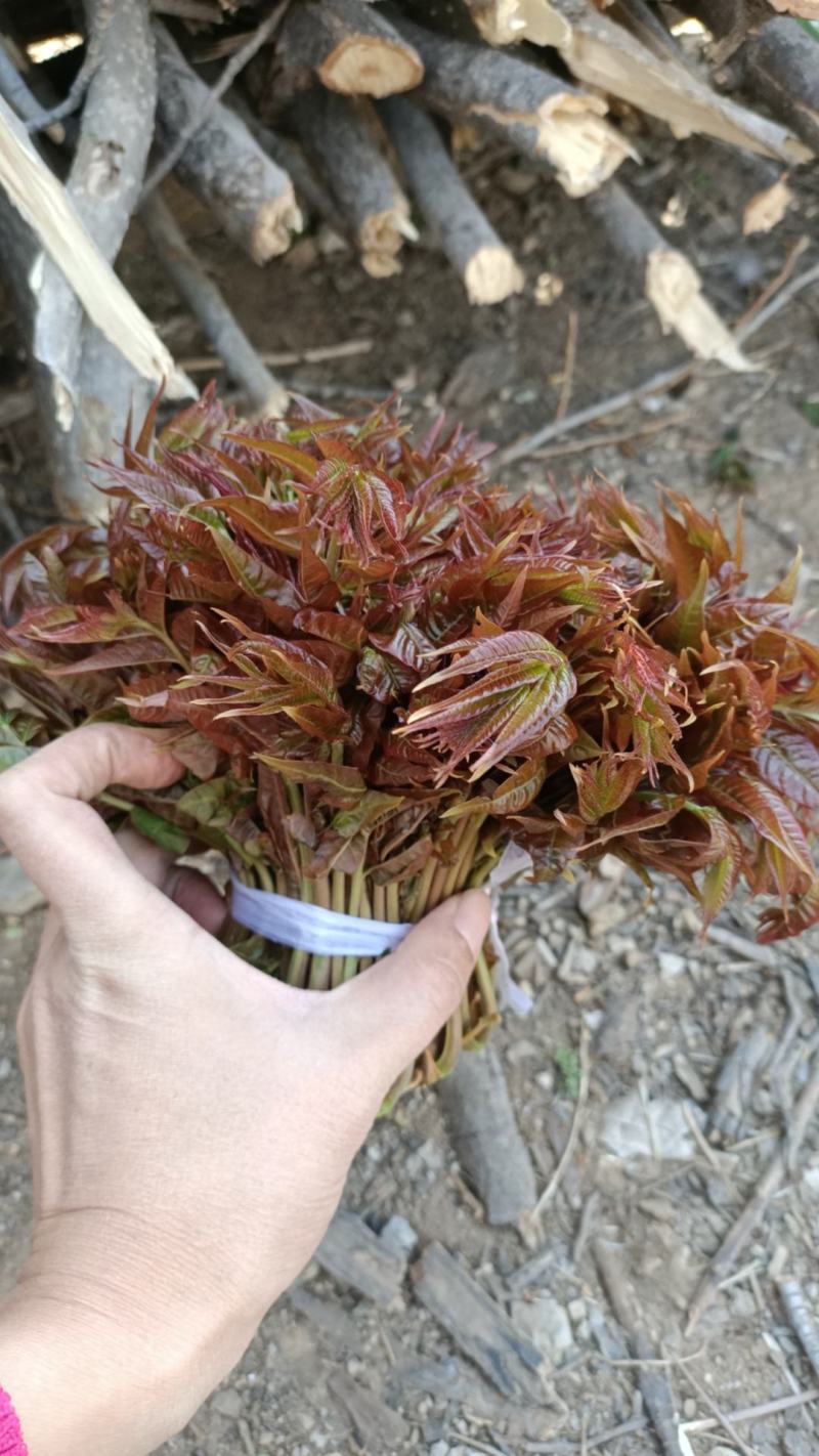 山东青州红油香椿芽大量上市。保证质量。一手货源