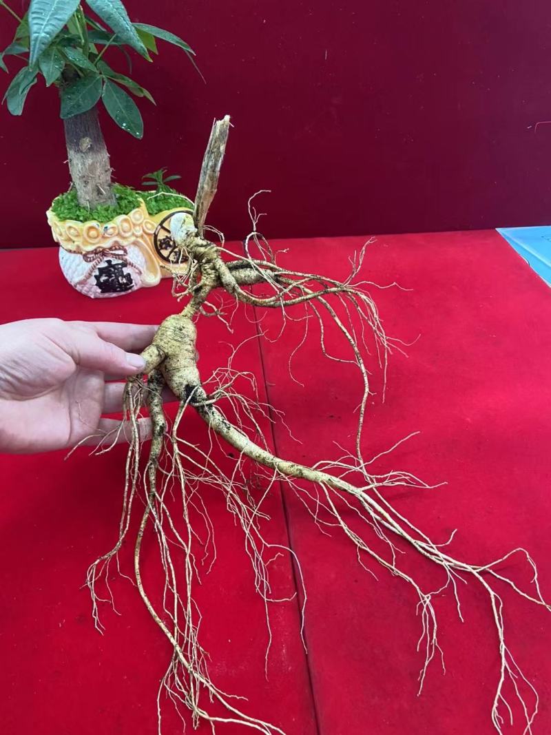 长白山林下参，