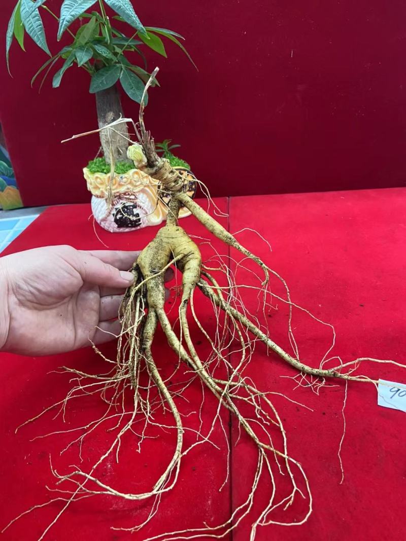 长白山林下参，