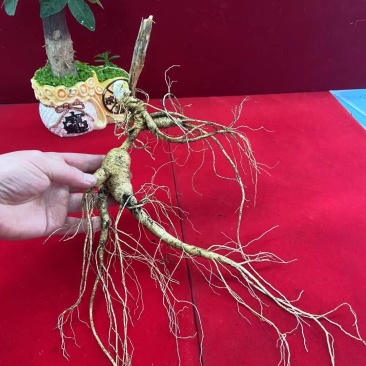 长白山林下参，