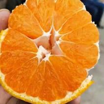 湖南澧县特早熟蜜橘大量上市一手货源欢迎各地老板洽谈订货