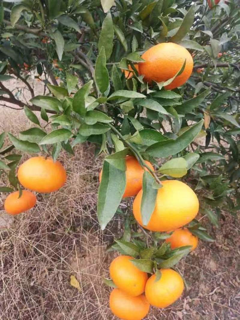 热销寿柑玫瑰香柑大量上市了价格美丽品质保证一手货源