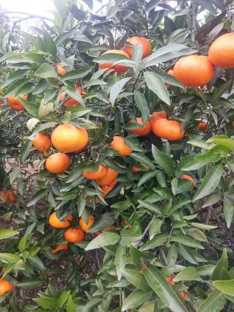 热销寿柑玫瑰香柑大量上市了价格美丽品质保证一手货源
