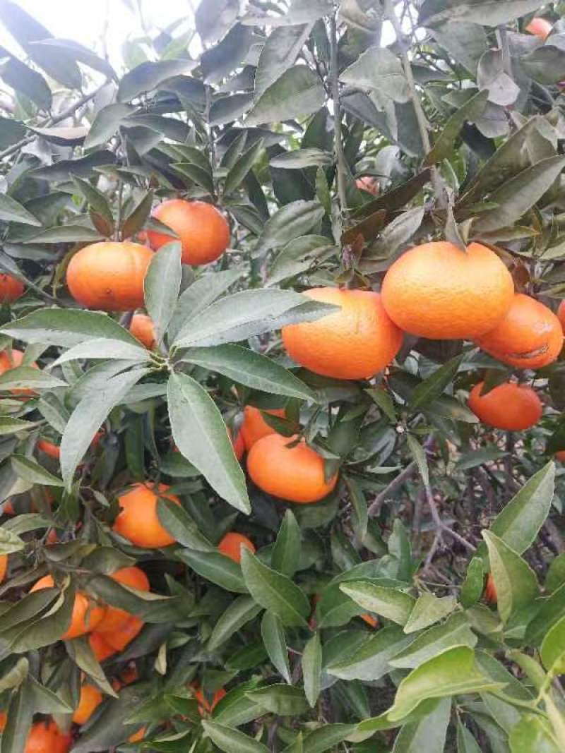 热销寿柑玫瑰香柑大量上市了价格美丽品质保证一手货源