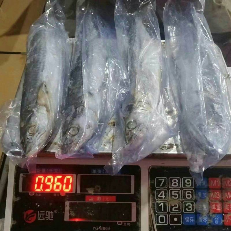 单冻鲅鱼