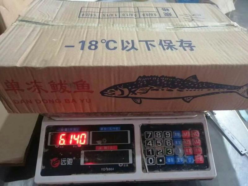 单冻鲅鱼