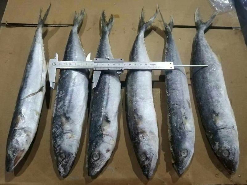 单冻鲅鱼