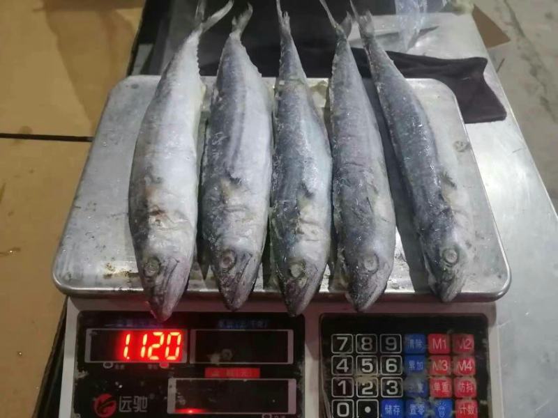 单冻鲅鱼