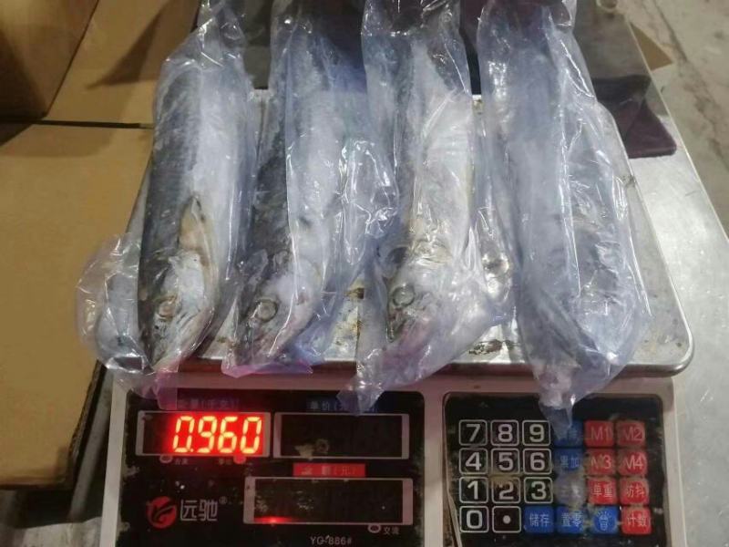 单冻鲅鱼