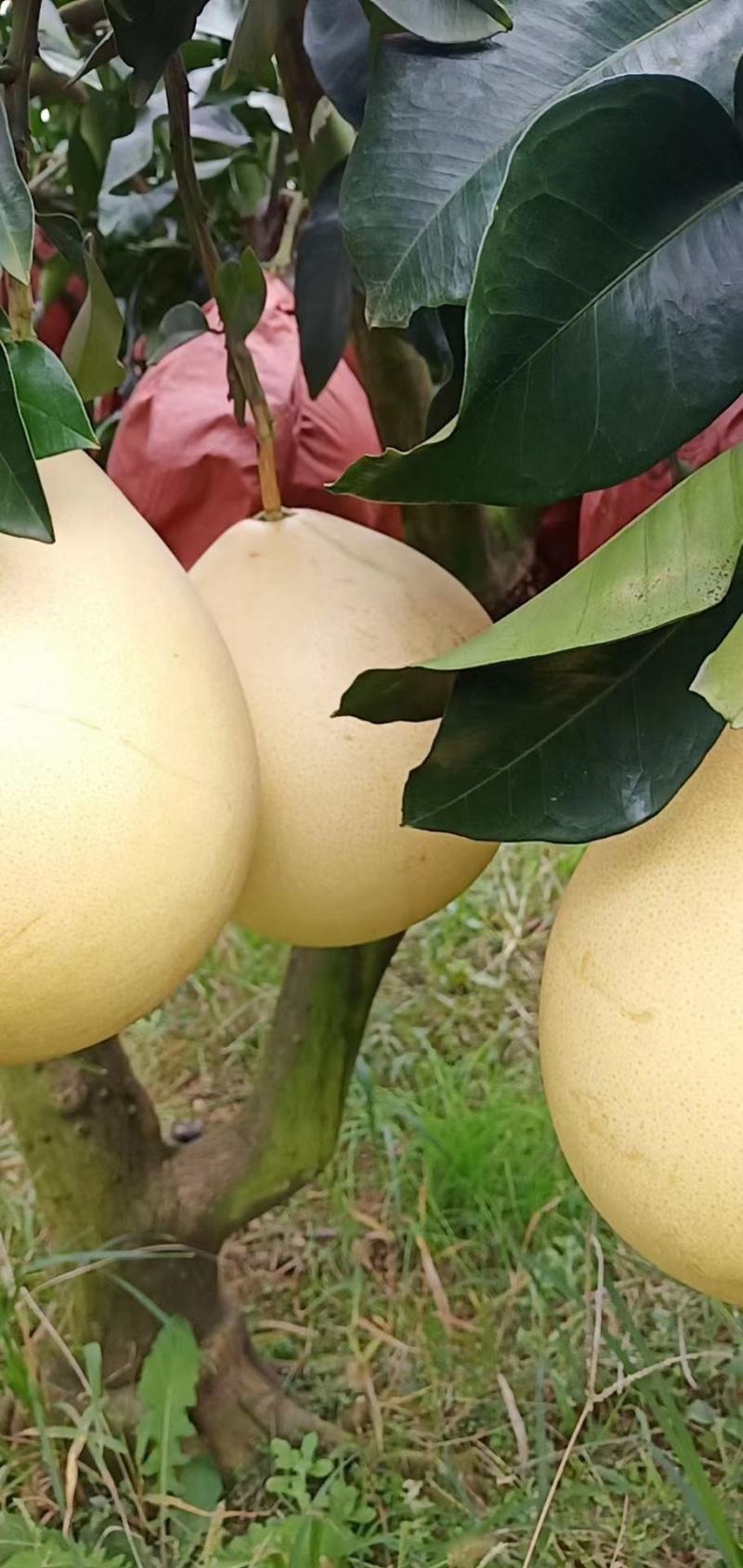 红心三红蜜柚大量上市了价格美丽品质保证一手货源
